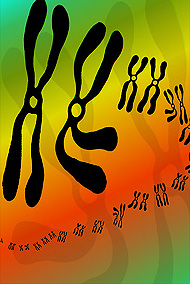cromosomi xx in maschio